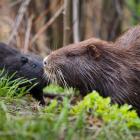 nutria 28.04.2022 15-52-49.2022 15-52-49