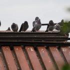 ogródki działkowe 25.07.2019 11-02-037