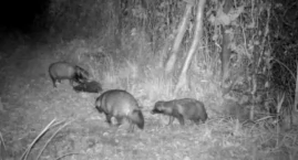 Nocne schadzki jenotów w lesie w Jaworznie