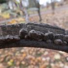 Ambrowiec amerykański