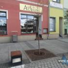 Nowo posadzone drzewko