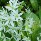 Czosnek niedźwiedzi - Allium ursinum