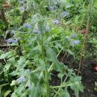 Ogórecznik lekarski