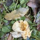 Zatrute mięso. Zdjęcie nadesłane przez panią Aleksandrę