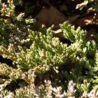 Jałowiec płożący