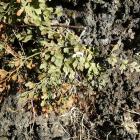 Zanokcica murowa, Wapniówka