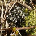 Chrobotek - Cladonia foliacea, Wapniówka