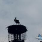 Bociany u Stanisława Bigaja w Jaworznie