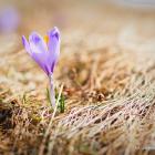 Hokus Krokus - Chochołowska 30.03.2019 13-42-01