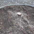 Wycięty jawor na rynku