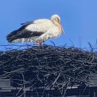Bocian na kominie Stanisława Bigaja