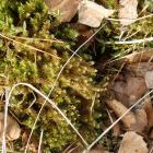 Próchniczek bagienny