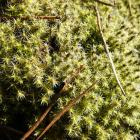 Skalniczek siwy, Wapniówka