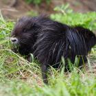 nutria 28.04.2022 15-52-48.2022 15-52-049