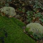 Las Murckowski