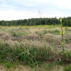 park nowych mieszkańców (4)