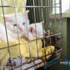 Jaworznicki koci dom tymczasowy