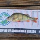 zdjęcie nr 14