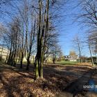 Nowe drzewa na skwerze przy Towarowej