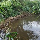 Bobry w Jaworznie - stan na sierpień 2025