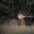 IMG_1363