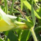 Komonicznik skrzydlatostrąkowy