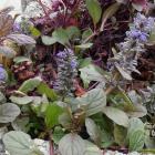 Dąbrówka rozłogowa - Ajuga reptans