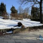 To co zostało po brzozie Agnieszce