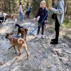 Spacer z psami do adopcji