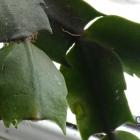 Schlumbergera truncata