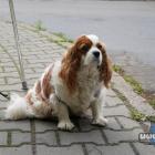 Lusia