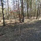 Sosny zwyczajne, Wapniówka