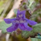 Glechoma hederacea, 2022.04.19 mysłowice, Wysoki Brzeg