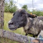 Owce na Sadowej Górze. Fot. Patrycja Koprzak