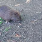 1-nutrie (2)