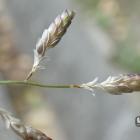 Miłka drobna – Eragrostis minor