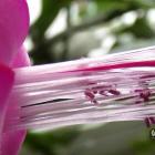 Schlumbergera truncata