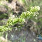 Turzyca lisia
