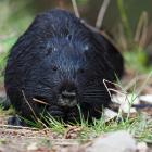 nutria 28.04.2022 15-52-50.2022 15-52-50
