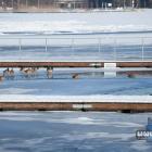 Zalew Sosina w zimowej, styczniowej scenerii. Fot. Patrycja Koprzak