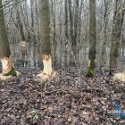 Ślady po działalności bobrów w Szczakowej