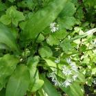 Czosnek niedźwiedzi - Allium ursinum