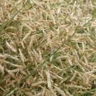 Miłka drobna – Eragrostis minor