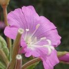 Wierzbownica kosmata