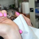 Fot. Straż Miejska w Jaworznie