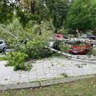 Drzewo zwaliło się na samochody. Zdjęcie nadesłane przez panią Agnieszkę
