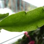 Schlumbergera truncata