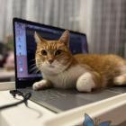 Feta i jej ulubiony laptop