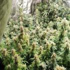 marihuana (3)