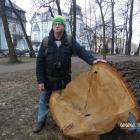 Pan Piotr Grzegorzek i wycięty parkowy dąb